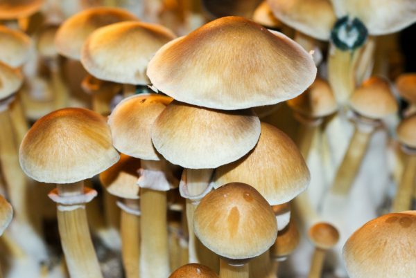 Burmese Magic Mushrooms